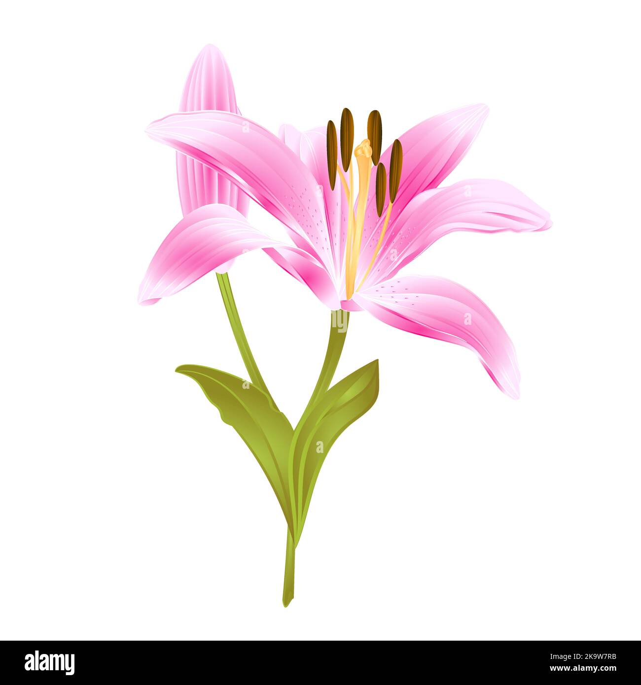 Pink  flower Lily Lilium candidum editable on a white background vector illustration editable Hand draw Stock Vector