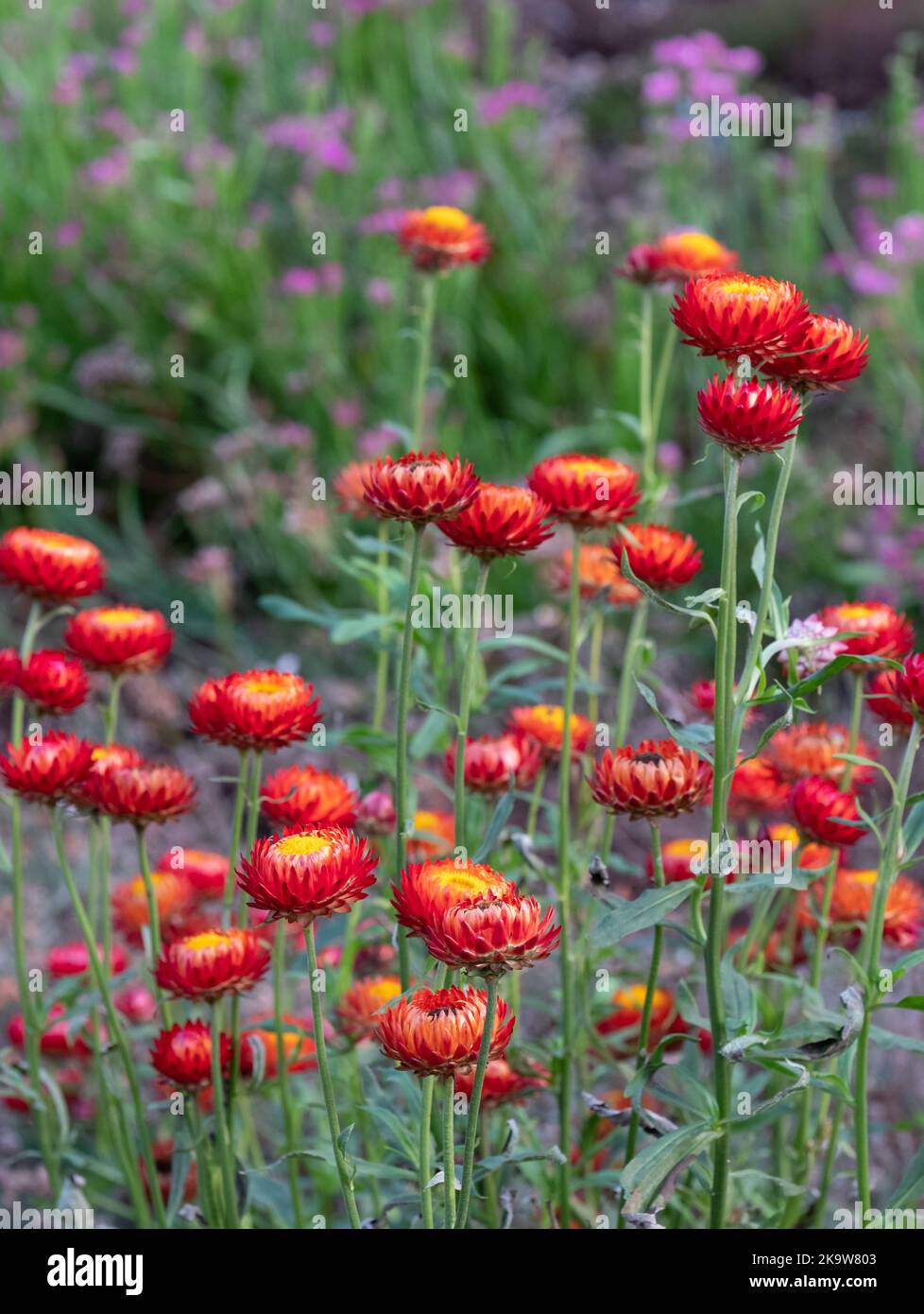 Brightly coloured Xerochrysum Bracteatum everlasting flowers, also known as paper daisy
