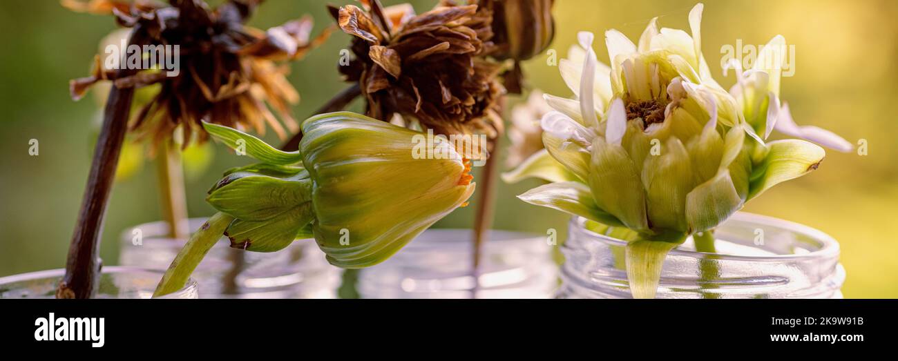Various stages of dried dahlia flower heads. Collecting seeds for