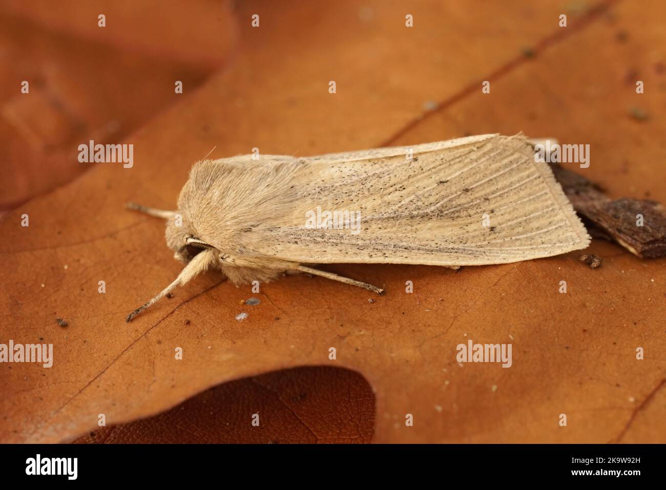 Closeup on the pale brown colored seasonal Large Wainscot owlet moth, Rhizedra lutosa sitting on a dried oak leaf Stock Photo