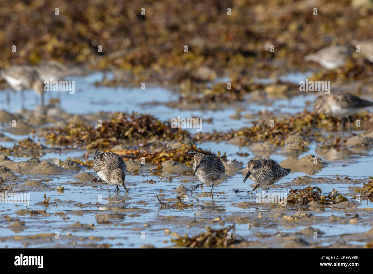 Group of Dunlin, Calidris alpina, feeding on the shore at Chesil Beach, Dorset. Stock Photo