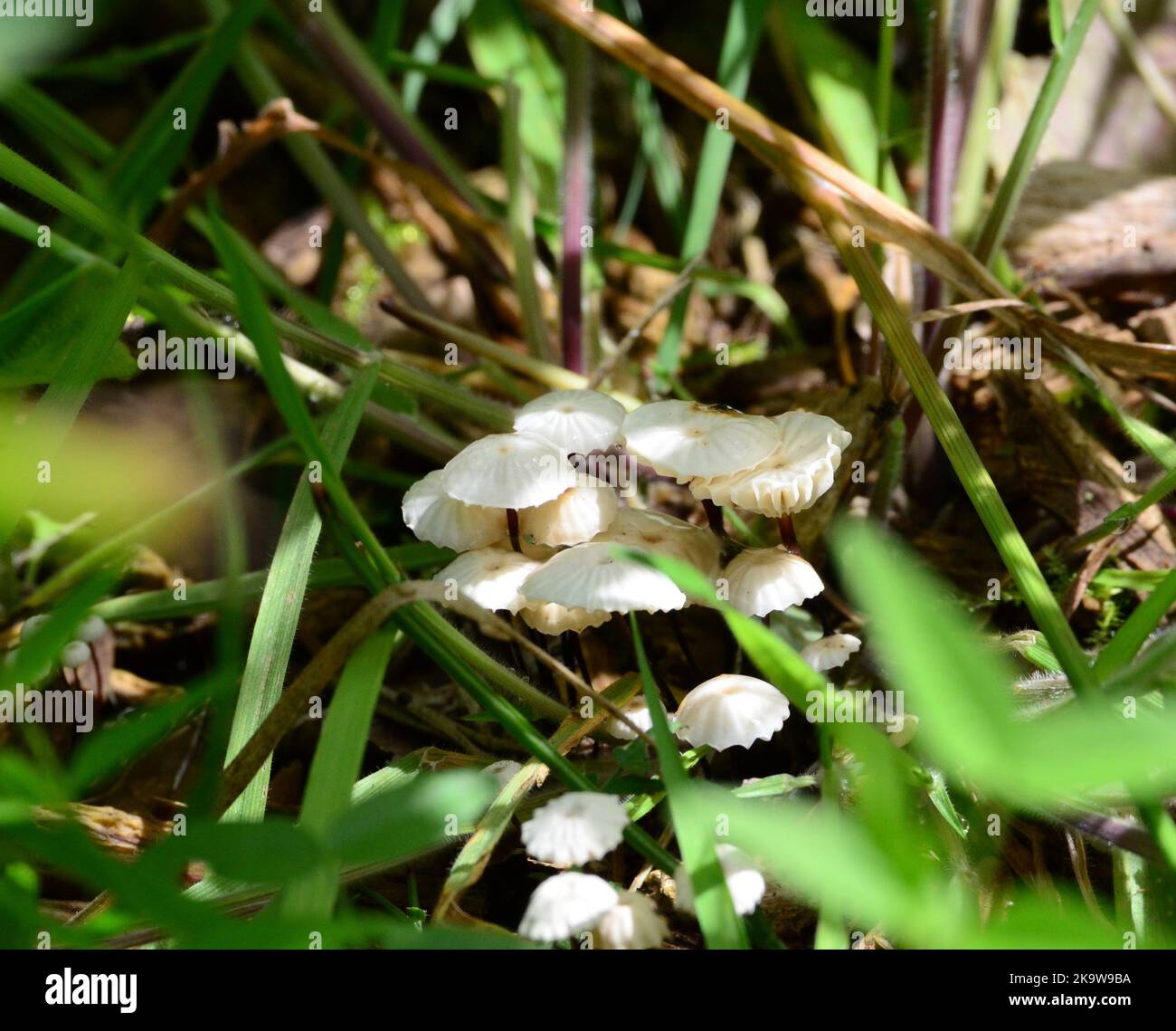 Collared Parachute Mushroom Marasmius rotula in UK woodland Stock Photo