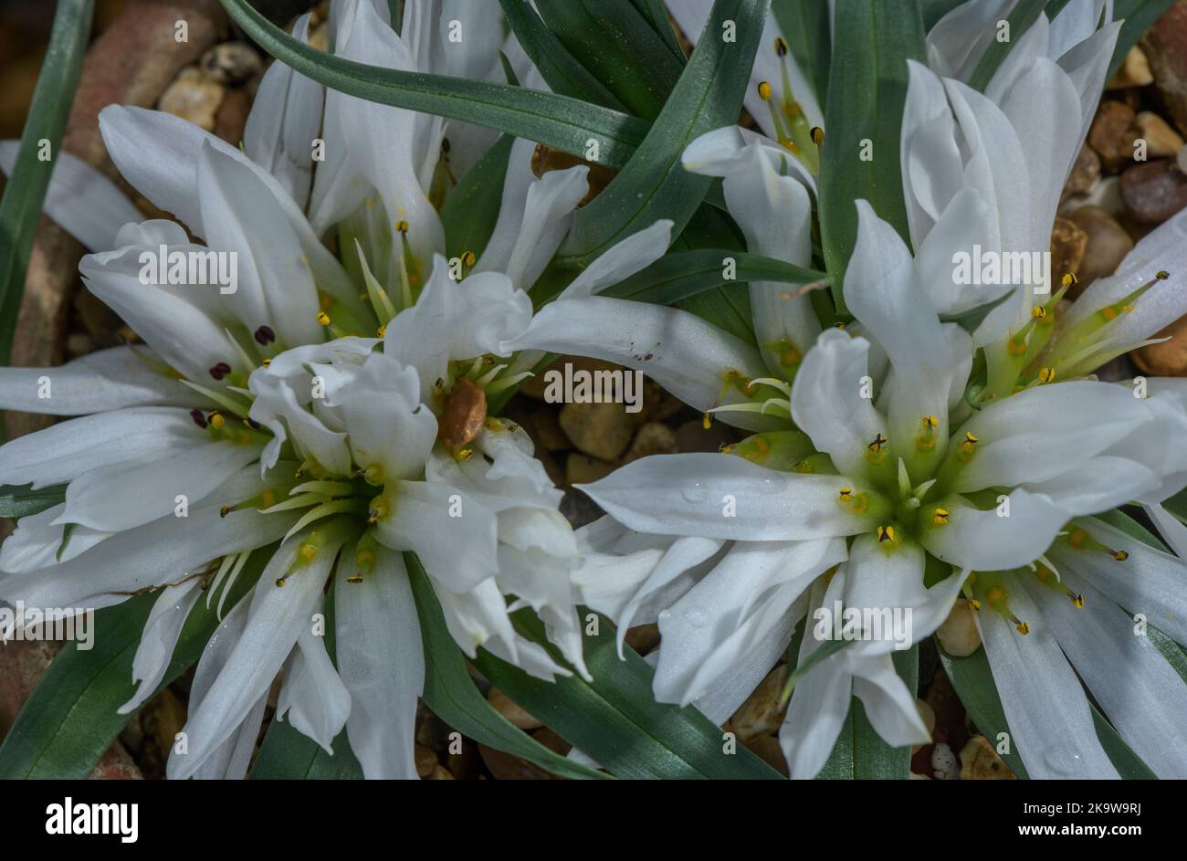 Androcymbium gramineum, an autumn-flowering bulb from Morocco. Stock Photo