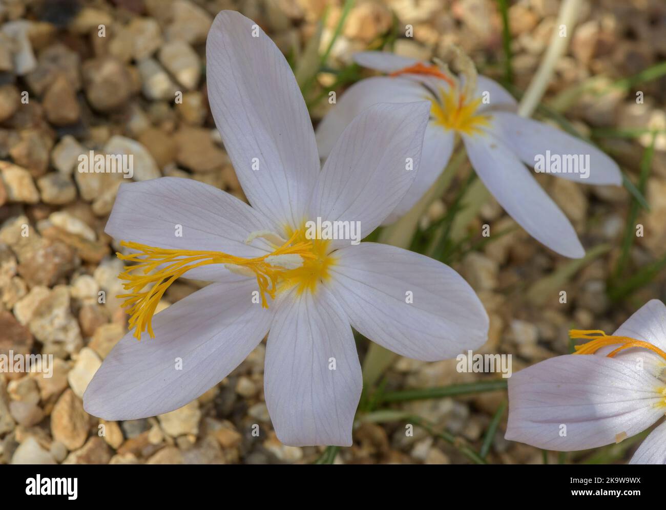 Tournefort crocus, Crocus tournefortii, - an autumn-flowering bulb from southern Greece. Stock Photo