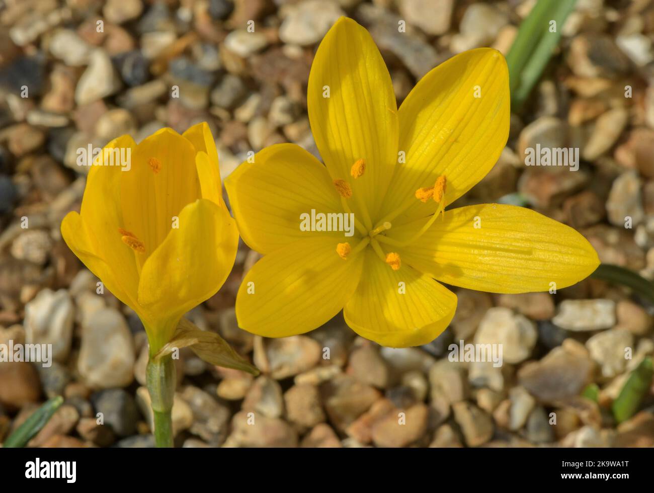 An 'autumn daffodil', Sternbergia sicula, from south Greece. Stock Photo