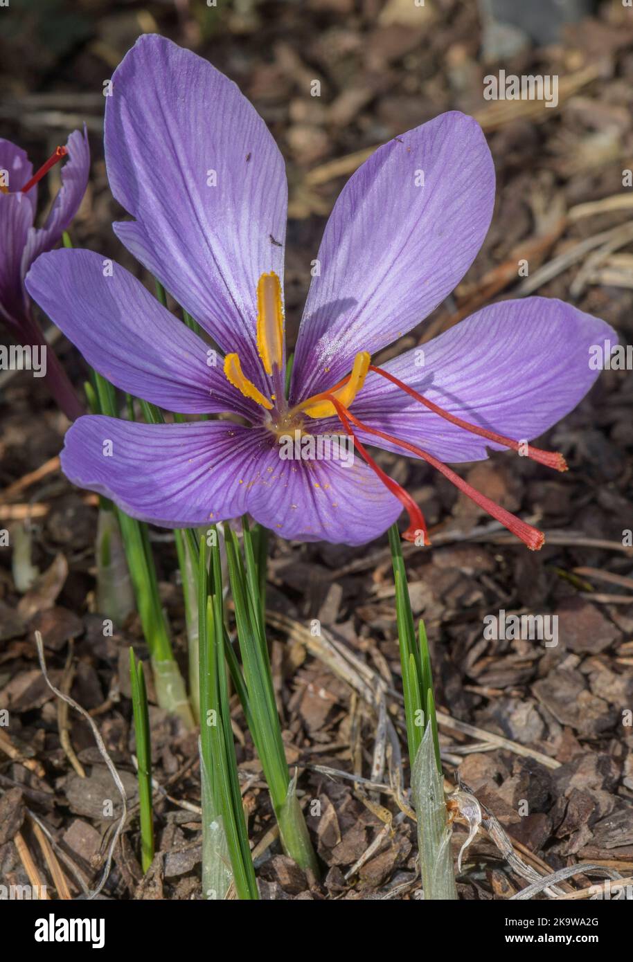 Saffron, Crocus sativus, in flower in autumn, with very long styles. Stock Photo