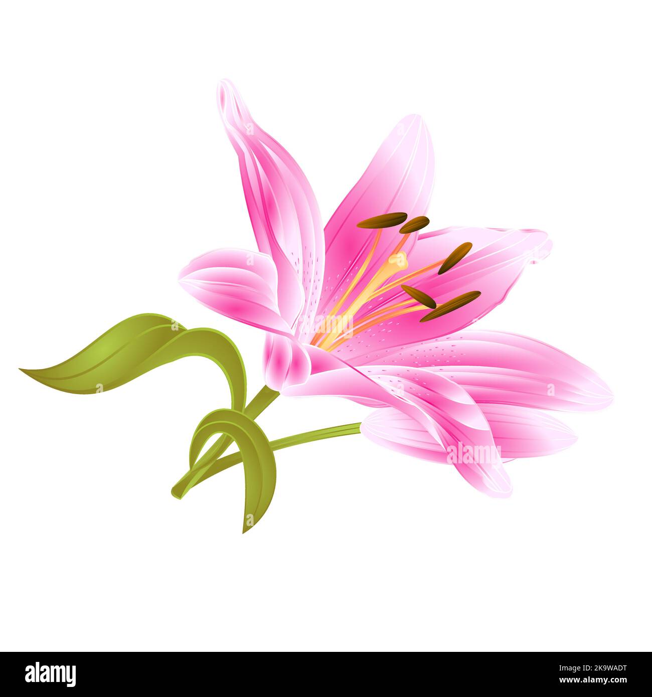 Flower pink   Lily Lilium candidum editable on a white background vector editable illustration  Hand draw Stock Vector