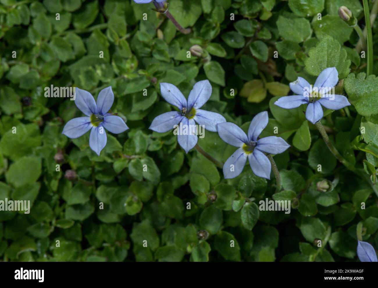 Blue star creeper, Lobelia pedunculata, in flower in early autumn
