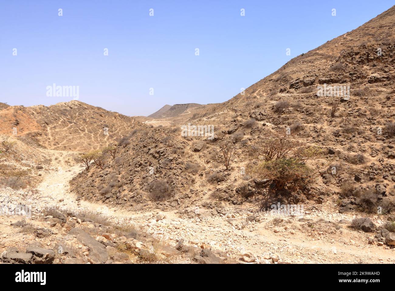 Frankincense trees in Dhofar mountains in Oman Stock Photo Alamy