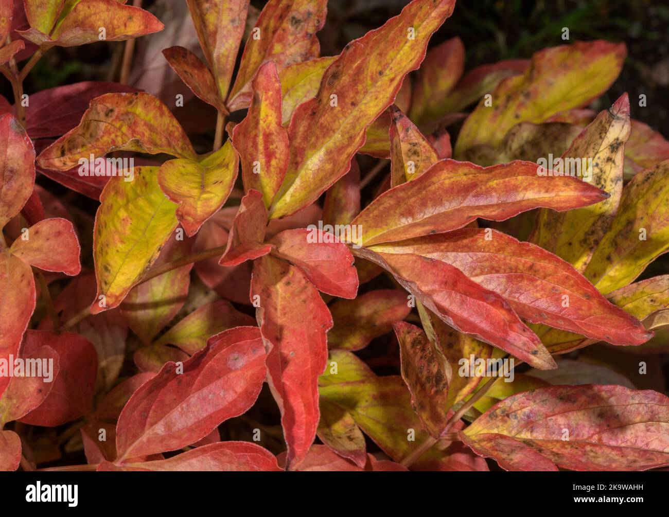 The leaves of a Peony, Paeonia lactiflora 'Krinkled White' in October, with autumn colour. Garden. Stock Photo