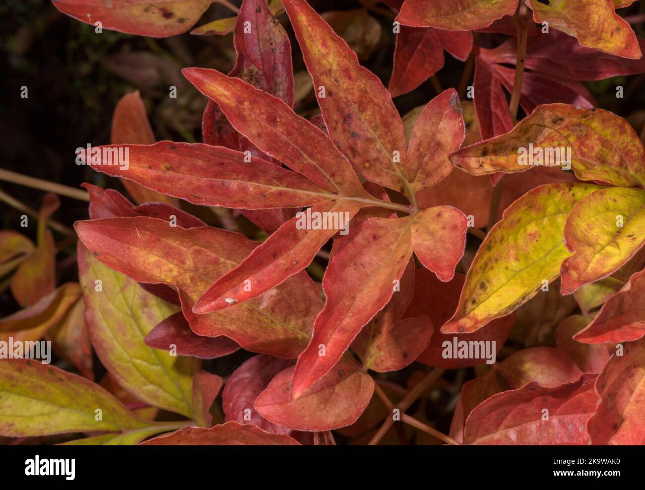 The leaves of a Peony, Paeonia lactiflora 'Krinkled White' in October, with autumn colour. Garden. Stock Photo