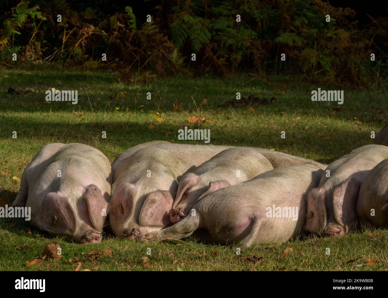 Gloucestershire Old Spot piglets near Minstead in the New Forest National Park, Hampshire. Autumn. Stock Photo