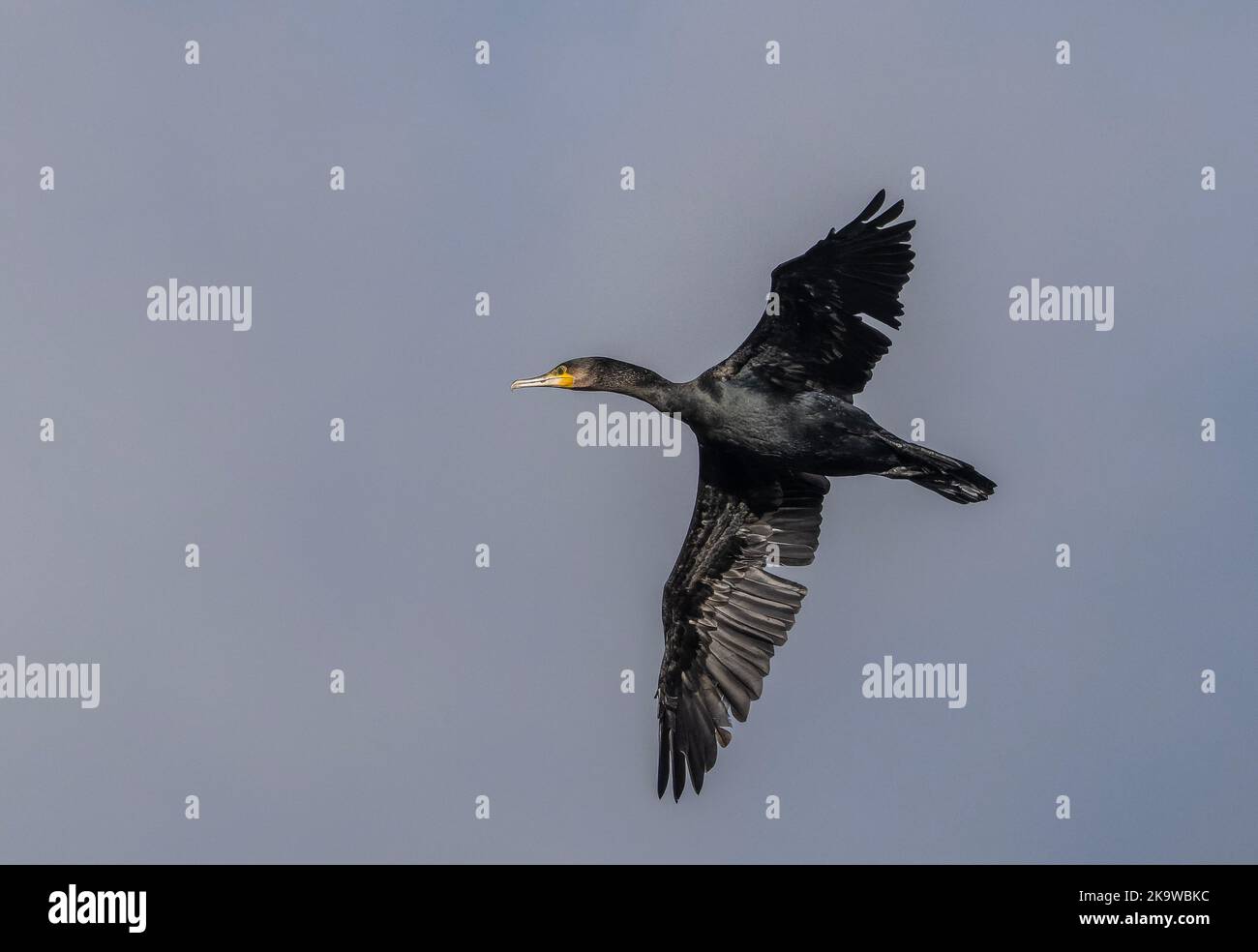 Common Cormorant, Phalacrocorax carbo, adult in flight Stock Photo - Alamy