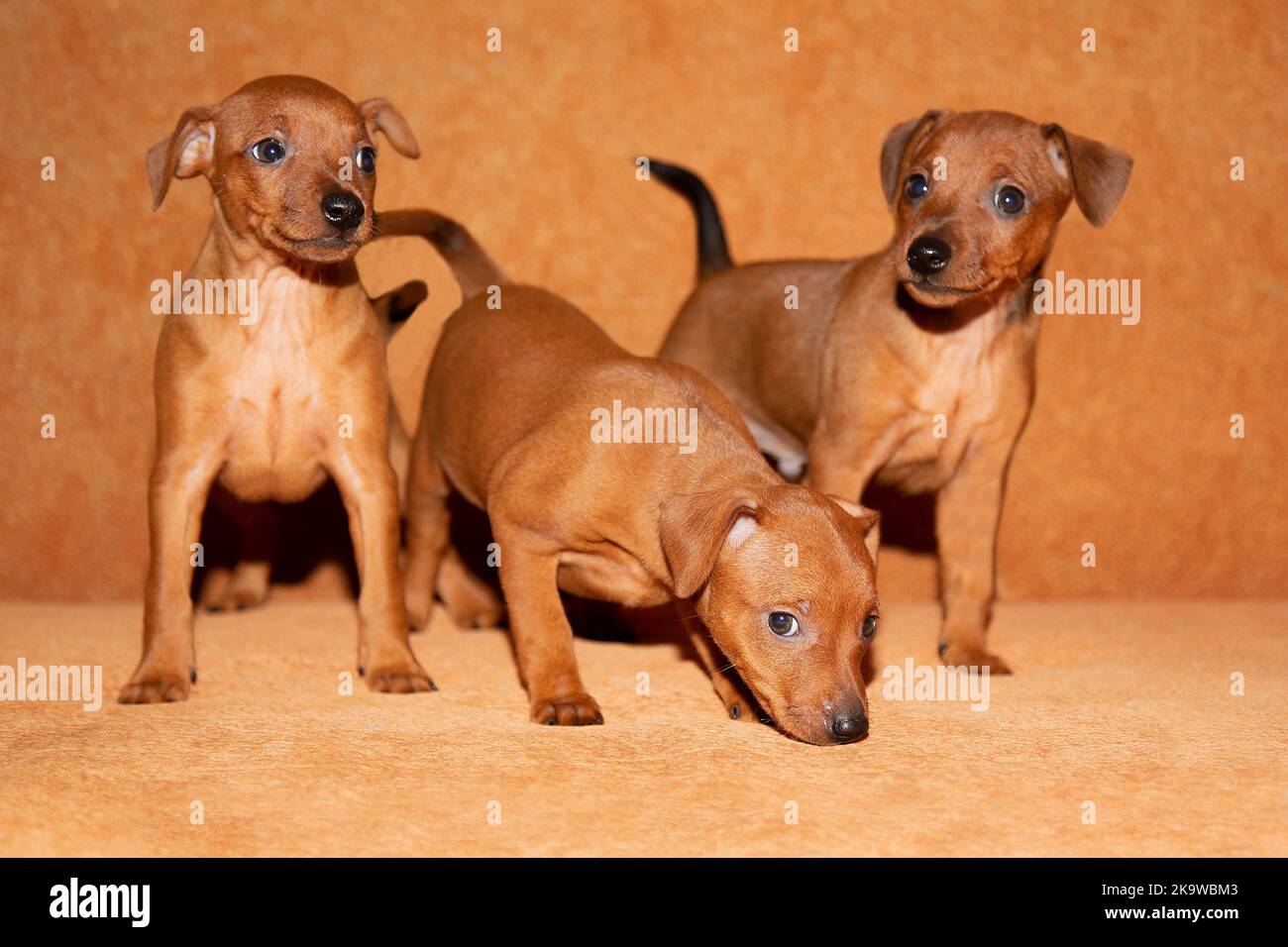 Short haired small brown dog hi-res stock photography and images - Alamy