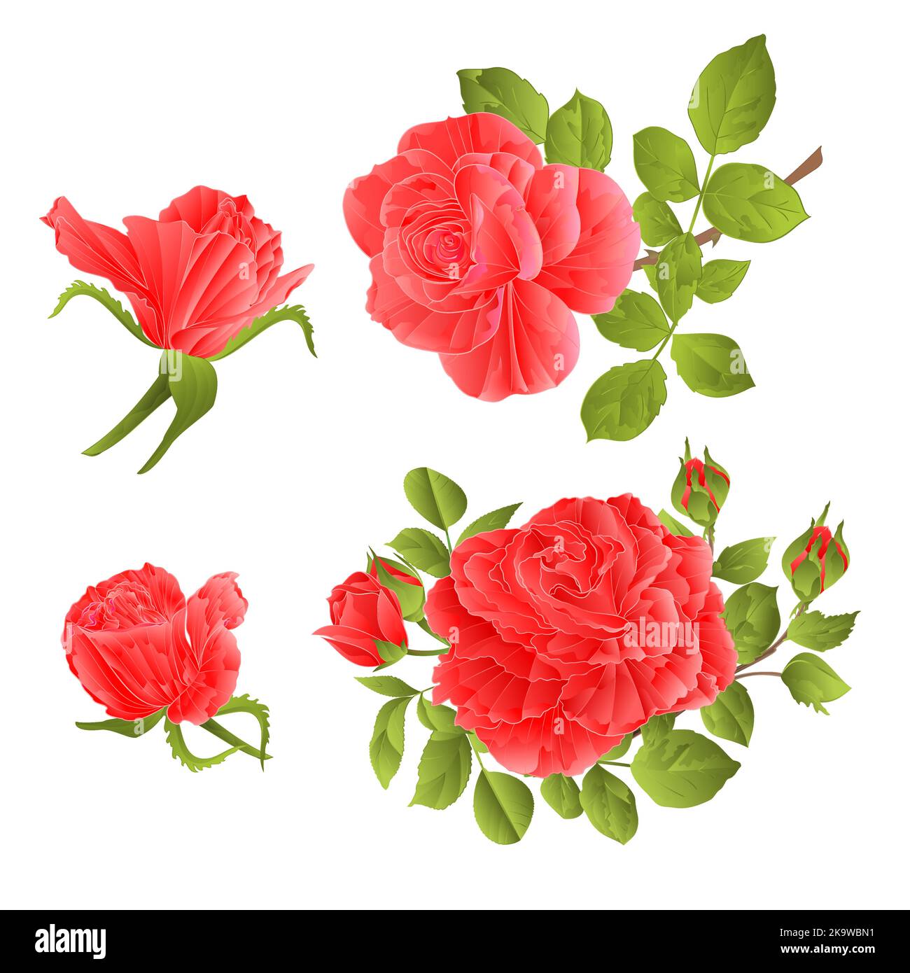 Red roses with buds and leaves vintage on a white background set first ...