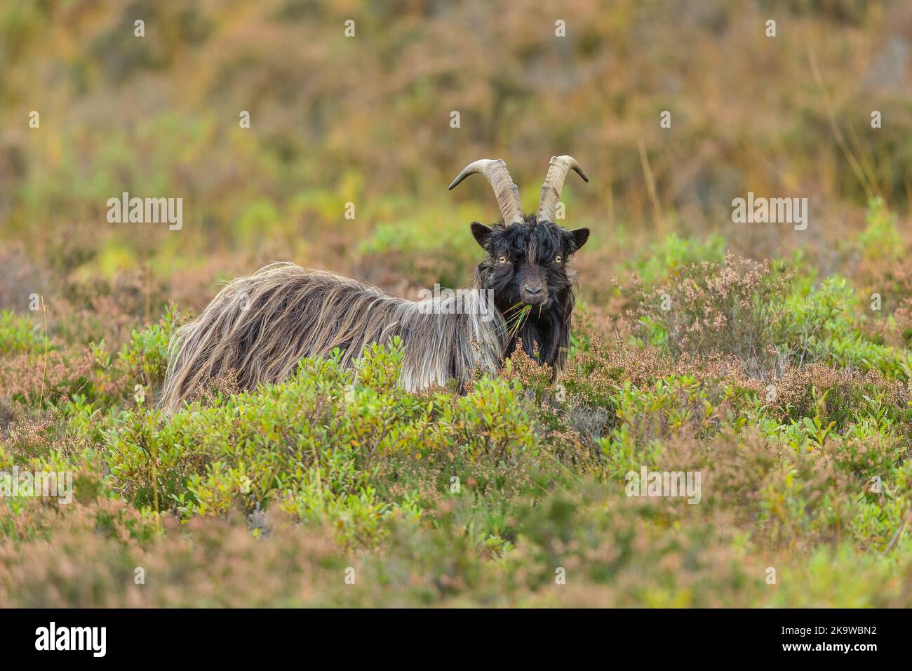 Wild Feral Goat in Glen Strathfarrar, Scottish Highlands.  A long horned, long haired, wild billy goat, alert and facing forward, chewing grasses.  Sc Stock Photo