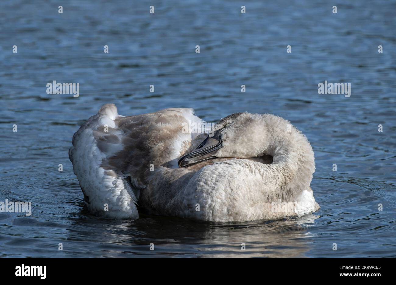 Immature Mute swan, Cygnus olor, loafing and preening on lake, autumn. Stock Photo