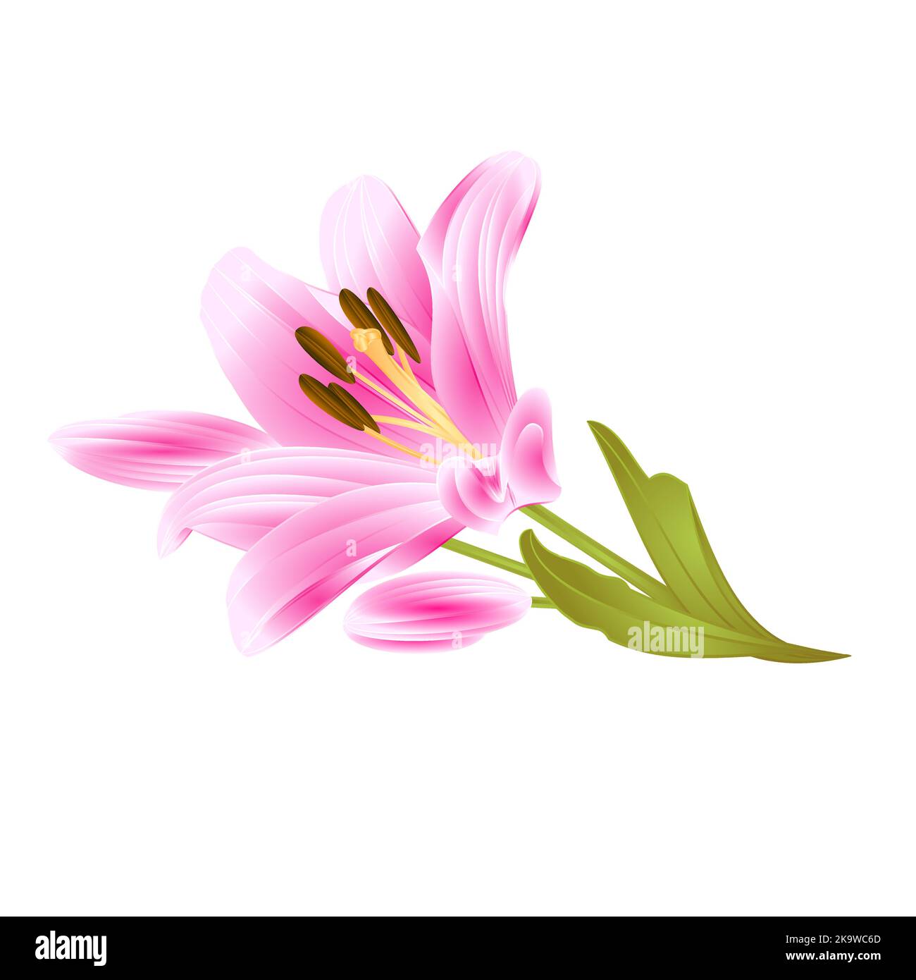 Pink  Lily  Lilium candidum,flower with leaves and bud on a white background  vintage vector illustration editable hand drawn Stock Vector