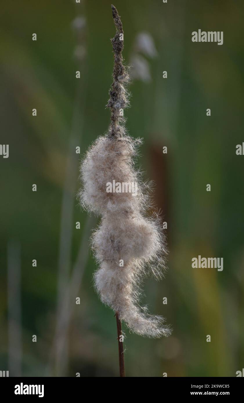 Bulrush, Typha latifolia, producing ripe seed in autumn. Stock Photo