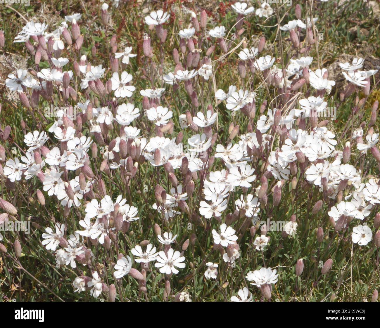 Patches of sea campion (Silene uniflora, Silene maritima) thrive in the shingle of Dungeness.   Dungeness, Kent, UK. Stock Photo