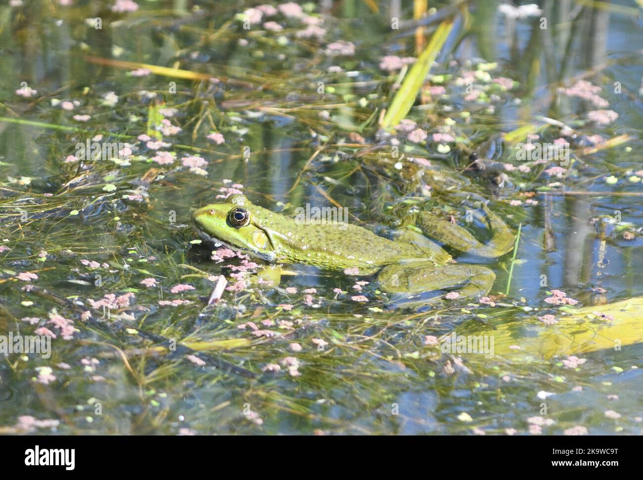 A marsh frog (Pelophylax ridibundus, formerly Rana ridibunda) appears to enjoy the warmth of the sun in a pool. Marsh frogs are Europe’s largest frog Stock Photo