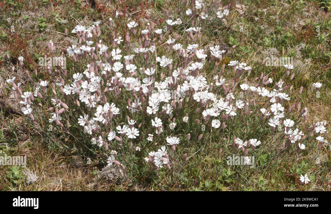 Patches of sea campion (Silene uniflora, Silene maritima) thrive in the shingle of Dungeness.   Dungeness, Kent, UK. Stock Photo