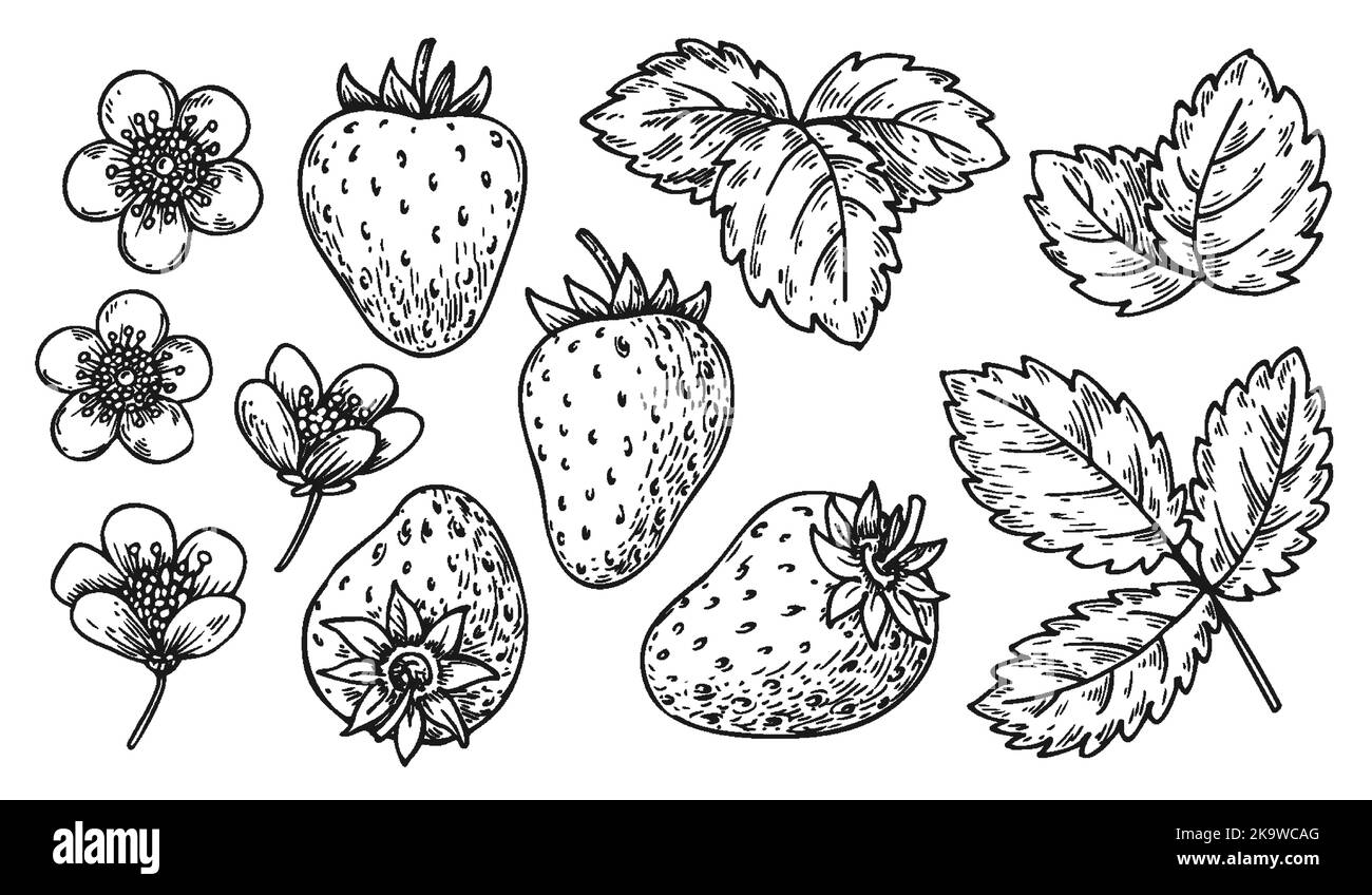 Strawberry line set. Black and white berries leaves flowers. Cartoon hand drawn wild strawberries for coloring book page, scrapbooking stencil, nail stamp, laser engraving, badge pin, fruit tag label Stock Vector