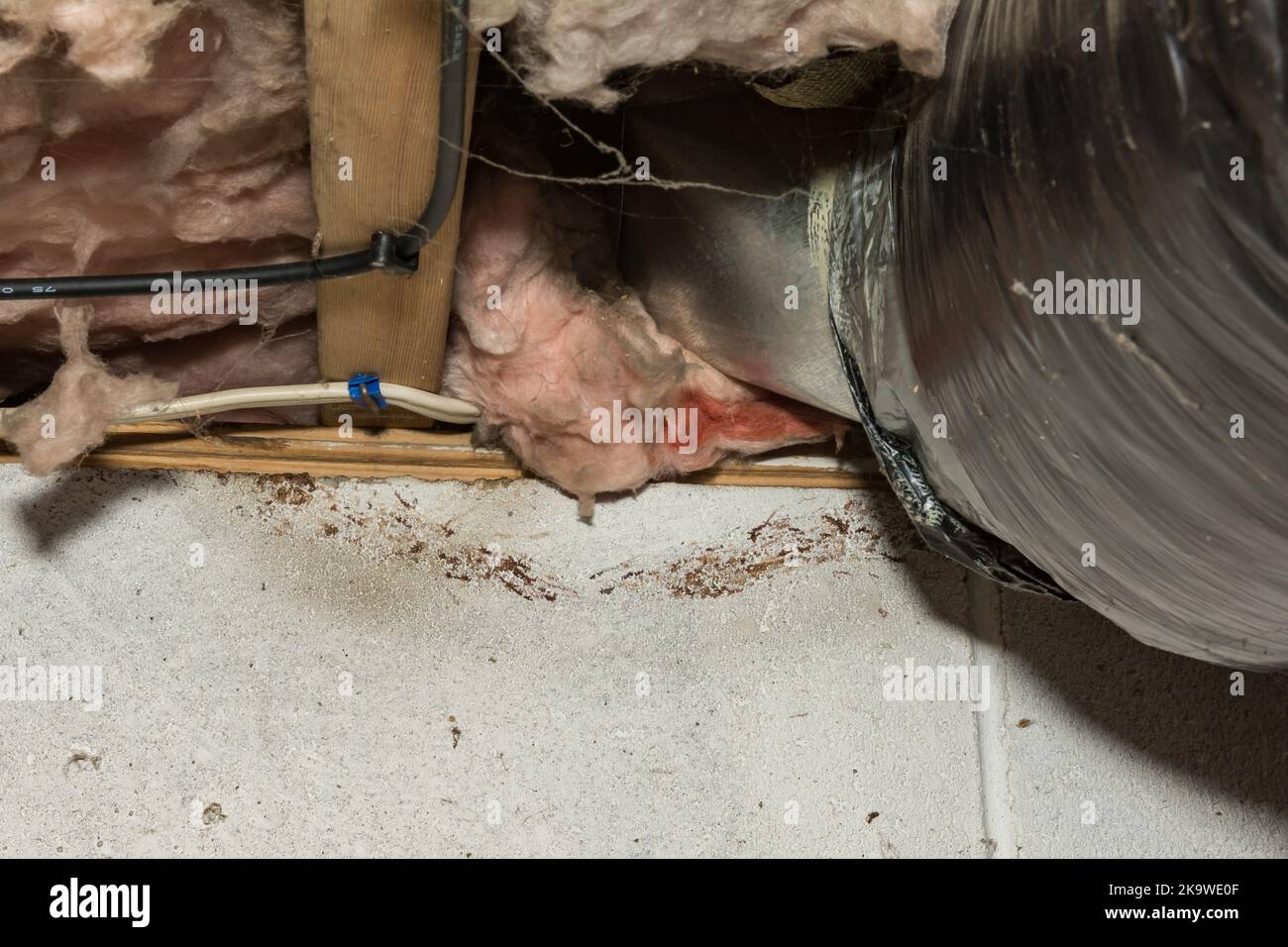 Rodent Rub Marks In A Basement Stock Photo Alamy jonathan-s-the-rub-texana-builders