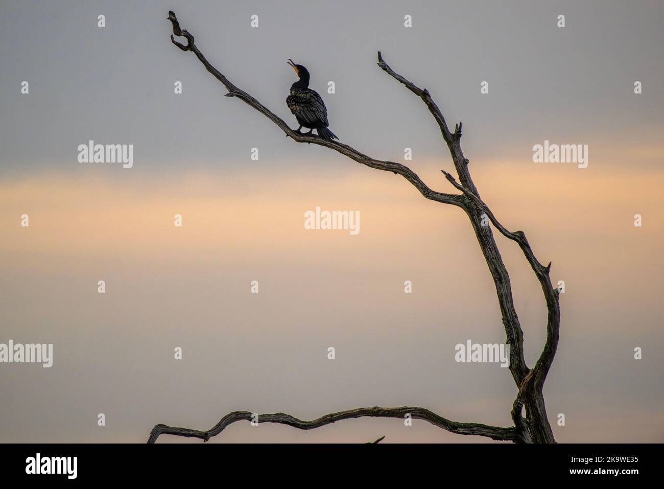 Common Cormorant,  Phalacrocorax carbo, roosting in dead tree at sunset, Norfolk. Stock Photo