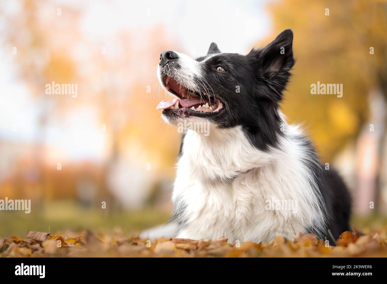 Happy Border Collie during Autumn Season. Smiling Black and White Dog Lies Down in October Park. Stock Photo