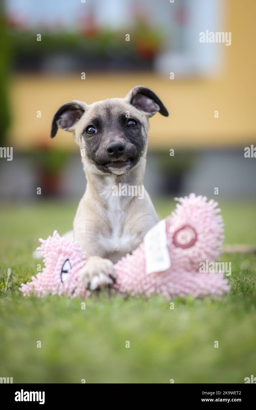 Vertical Portrait of Whippet Puppy with Toy. Medium Size Young Dog Breed in the Garden. Stock Photo