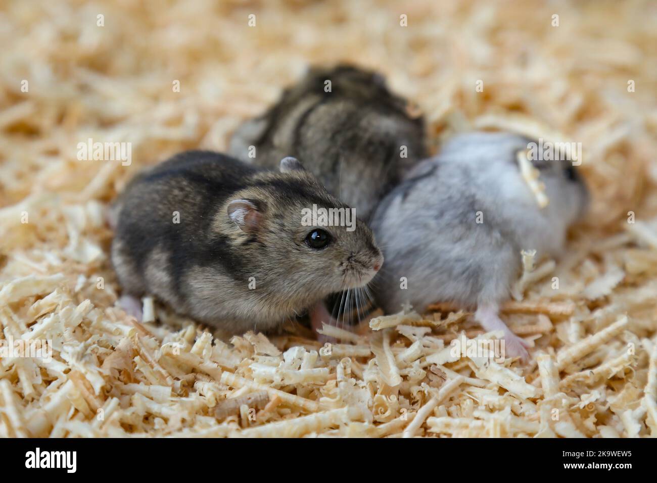 Gray and white hamsters sit on sawdust. Small hamsters on wood shavings. A brood of rodents. The offspring of mice. Cute pets. Stock Photo