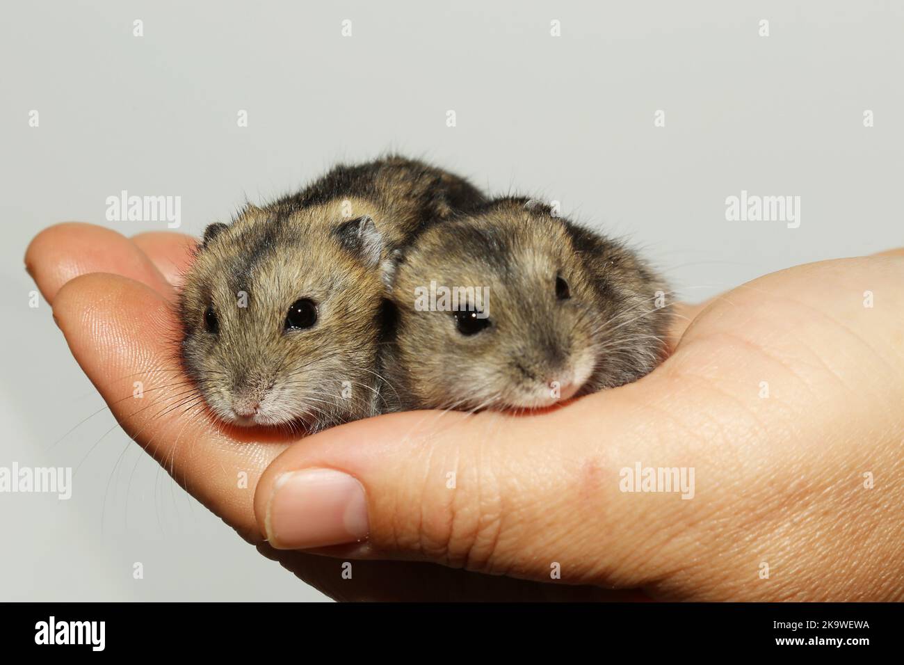 Two adorable hamsters are sitting on the palm of a person. Small hamsters on the owner's hand. The muzzles are gnawing. Taking care of pets. Tame rodents. Stock Photo