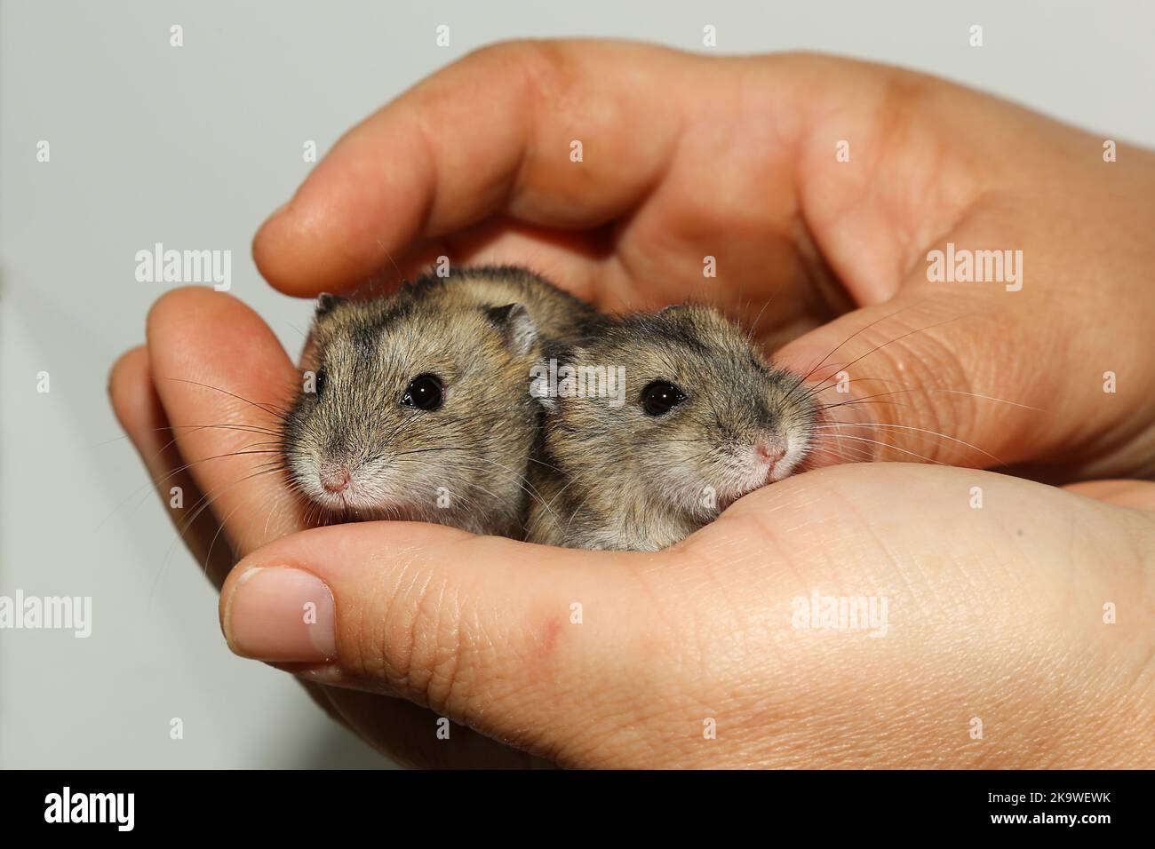 Gray hamsters are sitting in the hands of a man. Small, grayish hamsters in the owner's palms. Charming faces gnawing. Taking care of pets. Tame rodents. Stock Photo