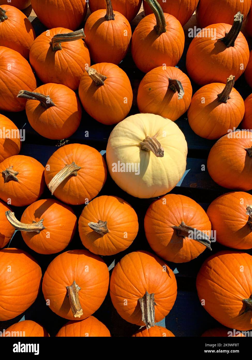 Pumpkin Patch in Bastrop, Texas Stock Photo