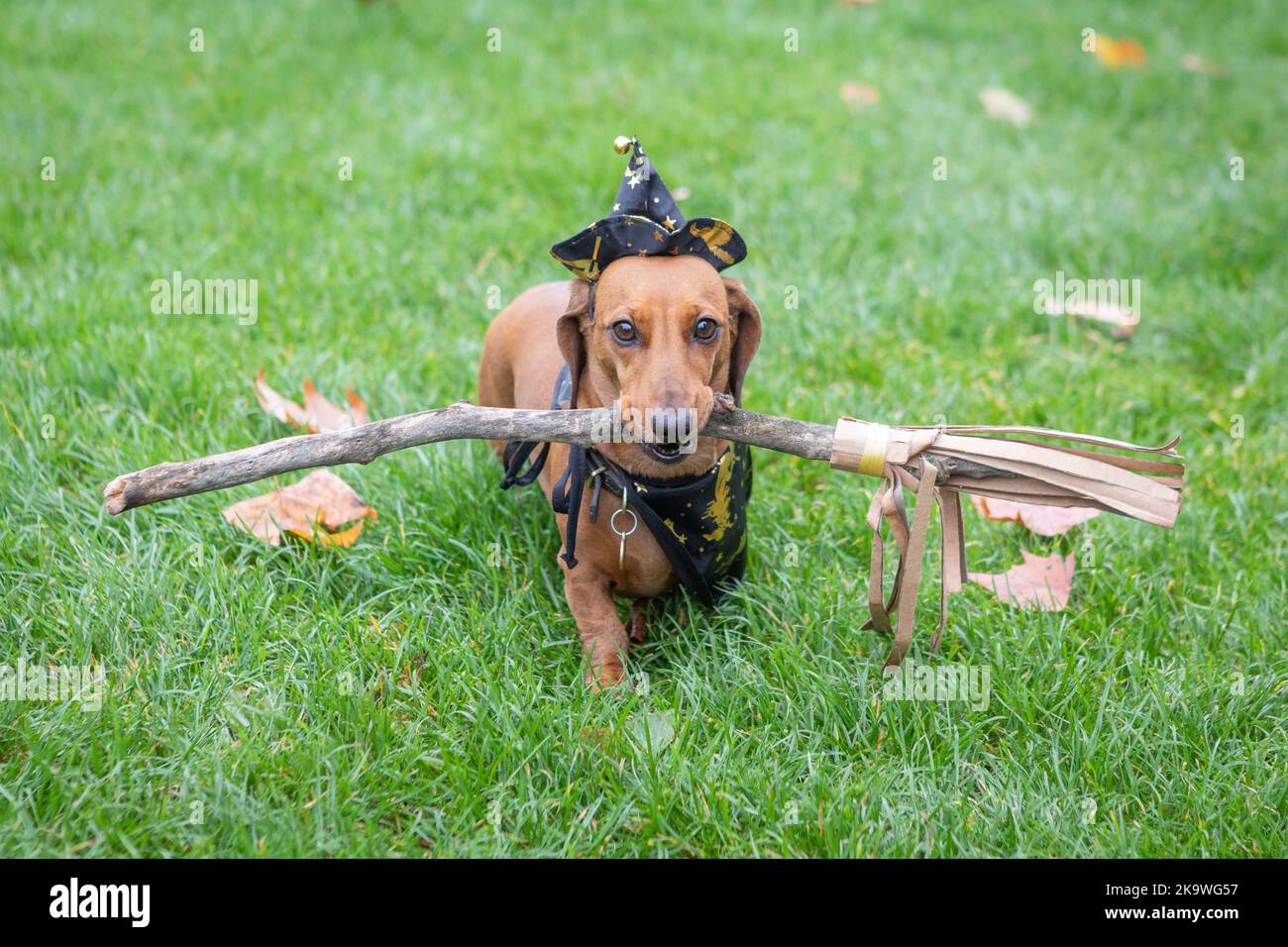 A dog dressed as a witch at the annual Hyde Park Sausage Walk, in Hyde
