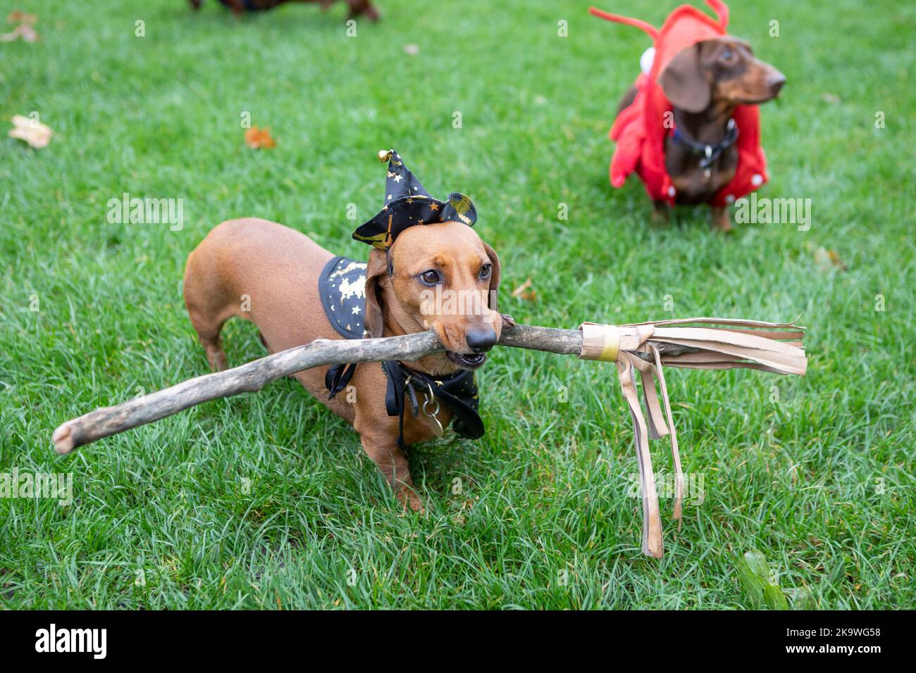 A dog dressed as a witch at the annual Hyde Park Sausage Walk, in Hyde Park, London, as