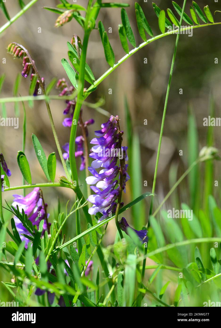 Hairy Vetch Vicia villosa in Picos mountains, northern Spain Stock Photo