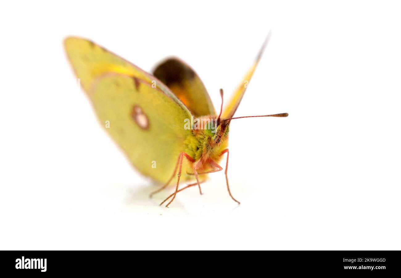 Clouded Yellow butterfly isolated on white. Stock Photo