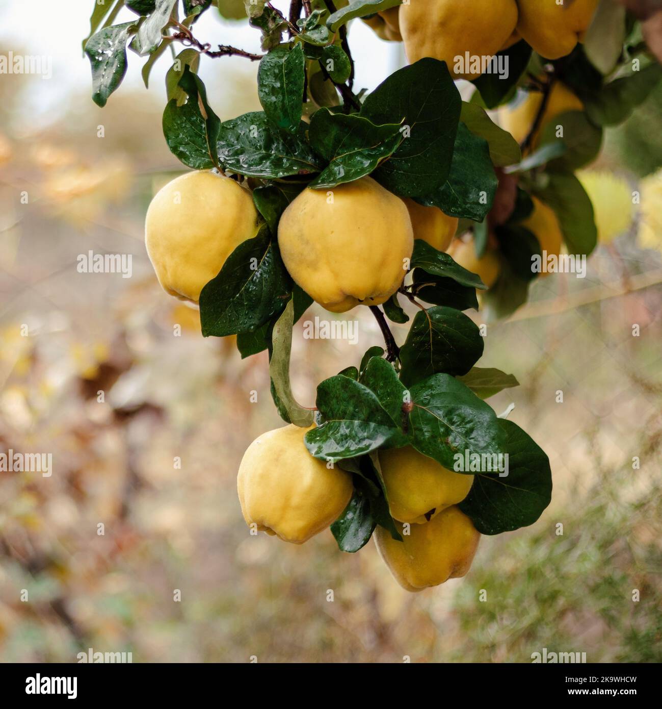 Quince on a tree. Autumn harvest. Healthy organic food. Stock Photo
