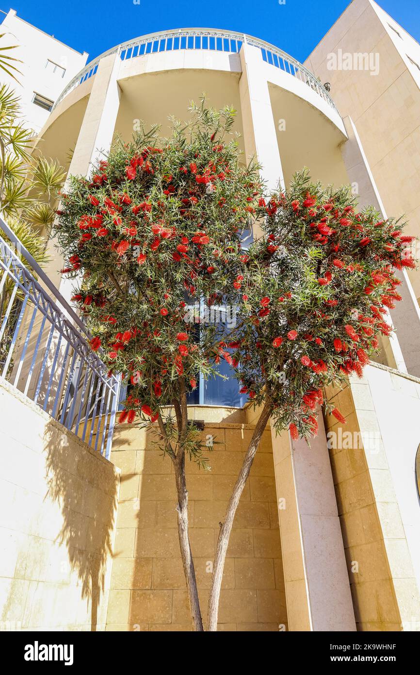 Beautiful shrub with red flowers near building Stock Photo Alamy