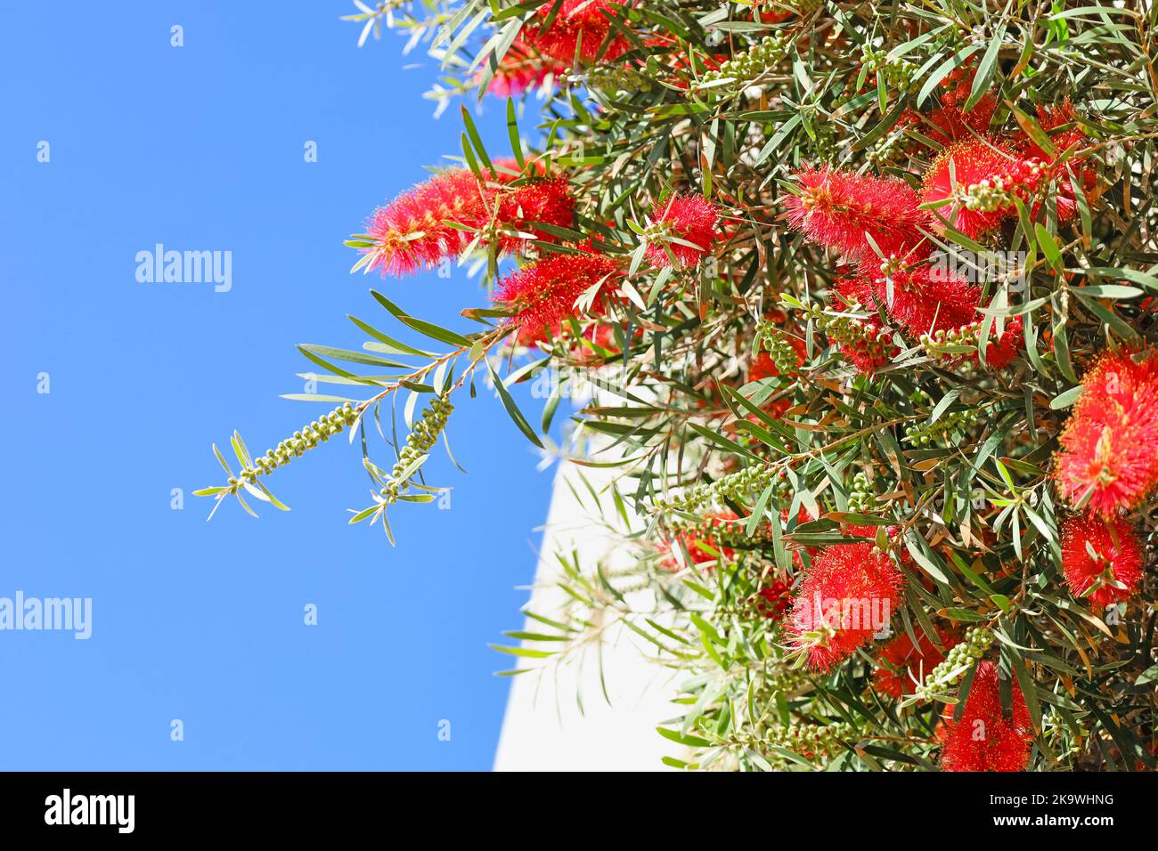 Beautiful shrub with red flowers outdoors, closeup Stock Photo Alamy