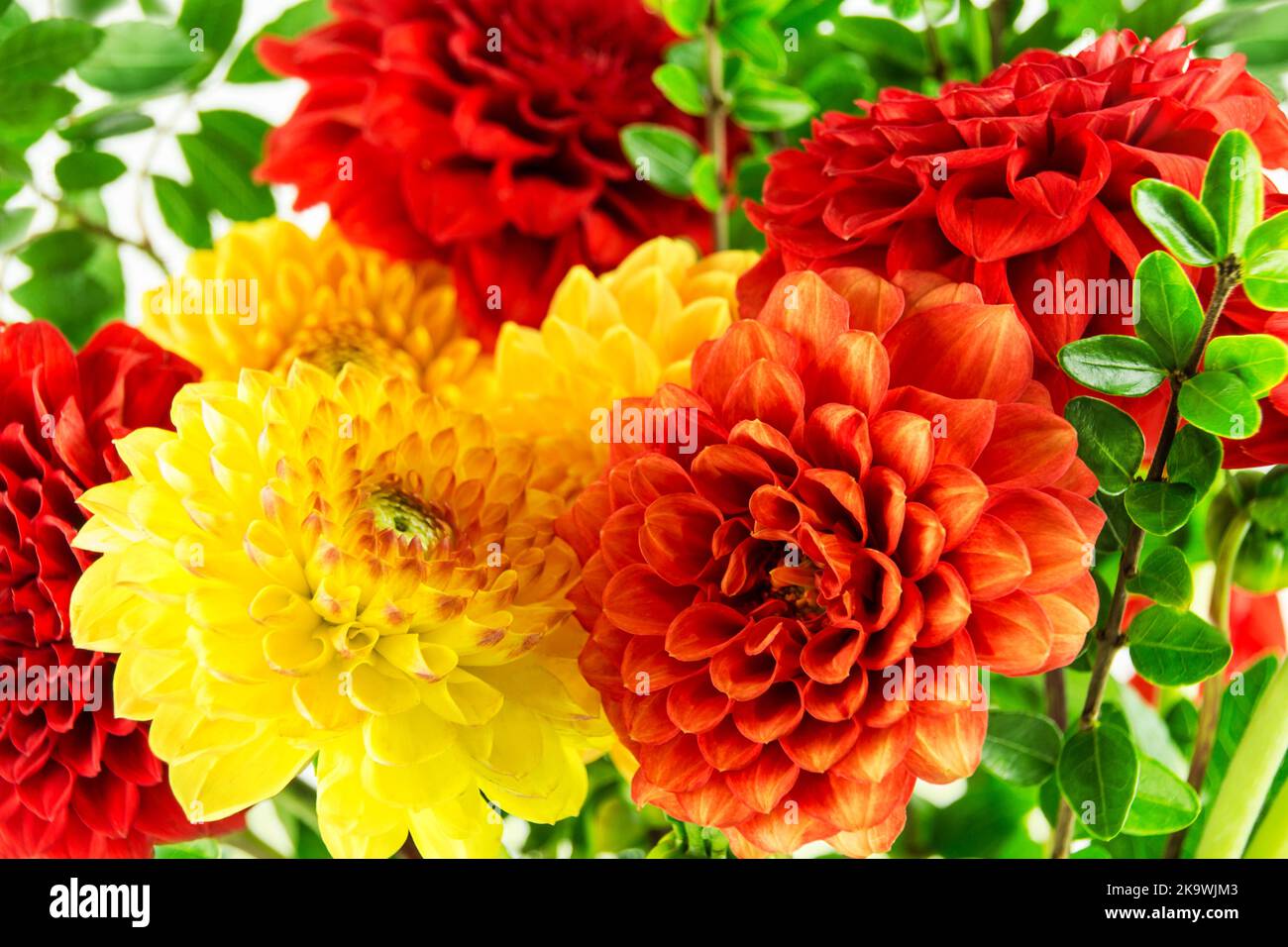 Close up dahlias hi-res stock photography and images - Alamy