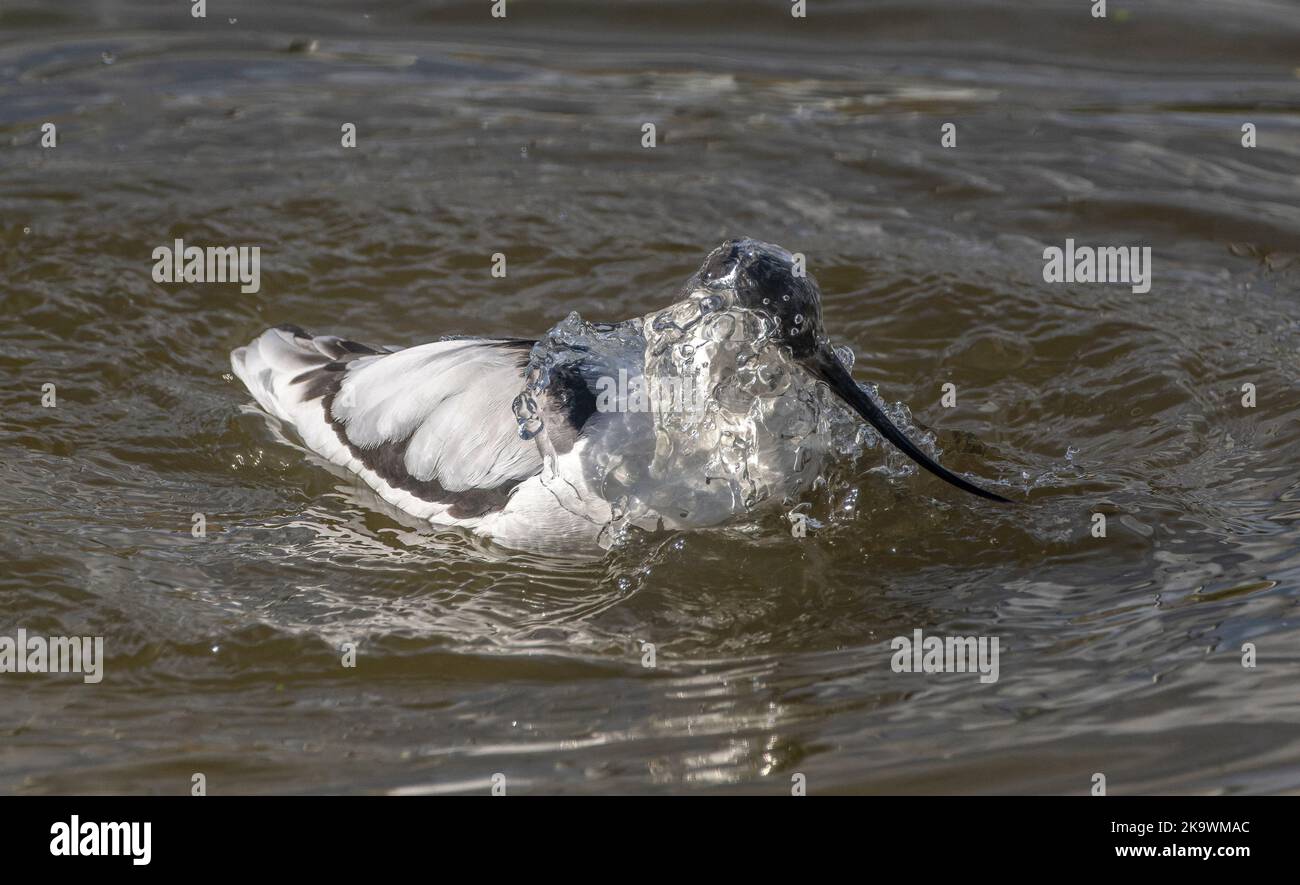 Avocet, Recurvirostra avosetta, preening and washing in a shallow lagoon. Stock Photo