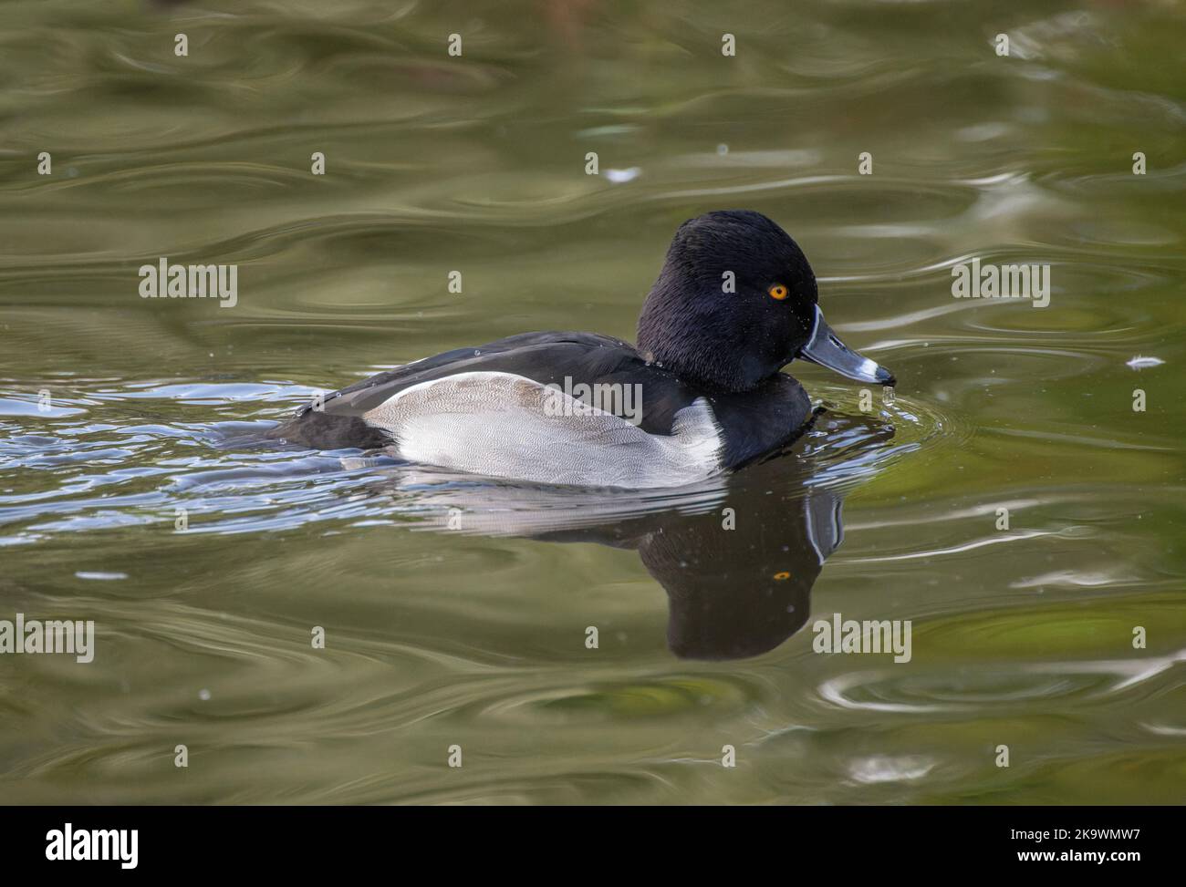 Male Ring-necked duck, Aythya collaris, swimming on lake in autumn. Stock Photo