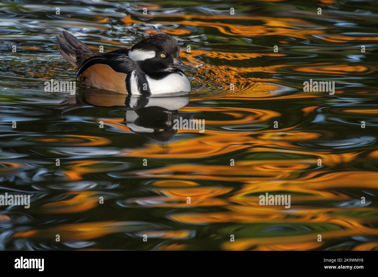 Male Hooded Merganser, Lophodytes cucullatus, swimming and feeding on lake in autumn, with reflected red maple beyond. Stock Photo
