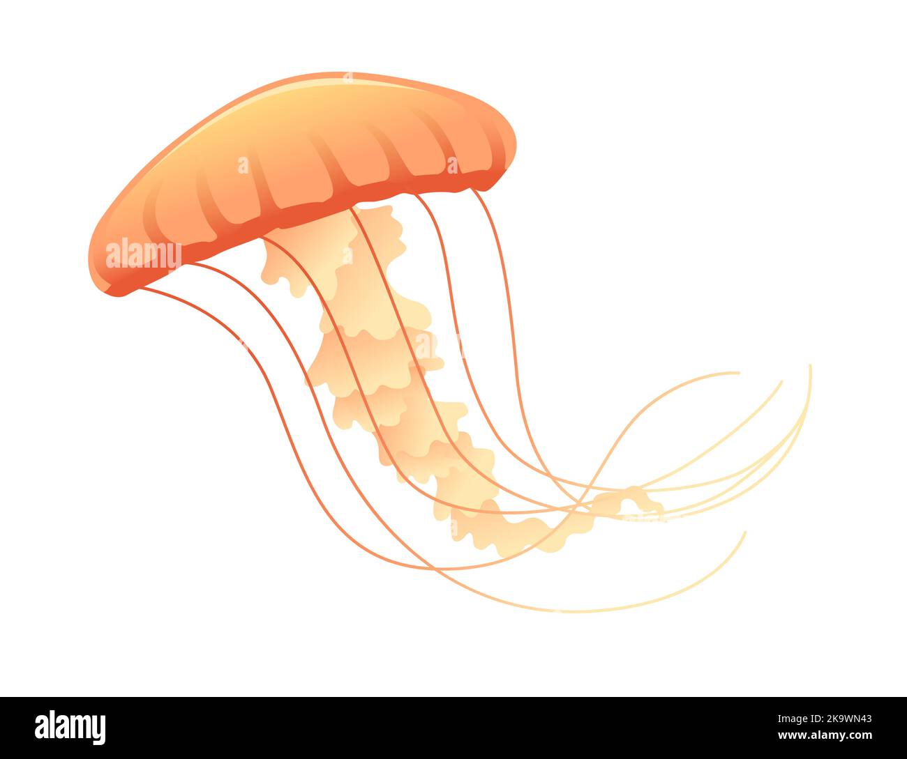Jellyfish medusa underwater animal orange color vector illustration
