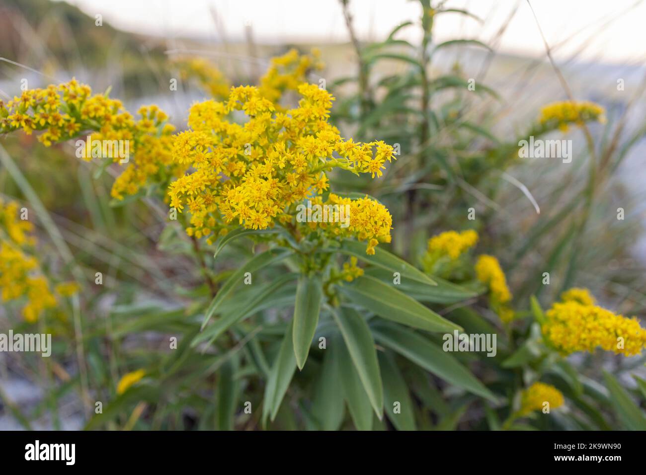 Seaside goldenrod Solidago sempervirens Stock Photo Alamy