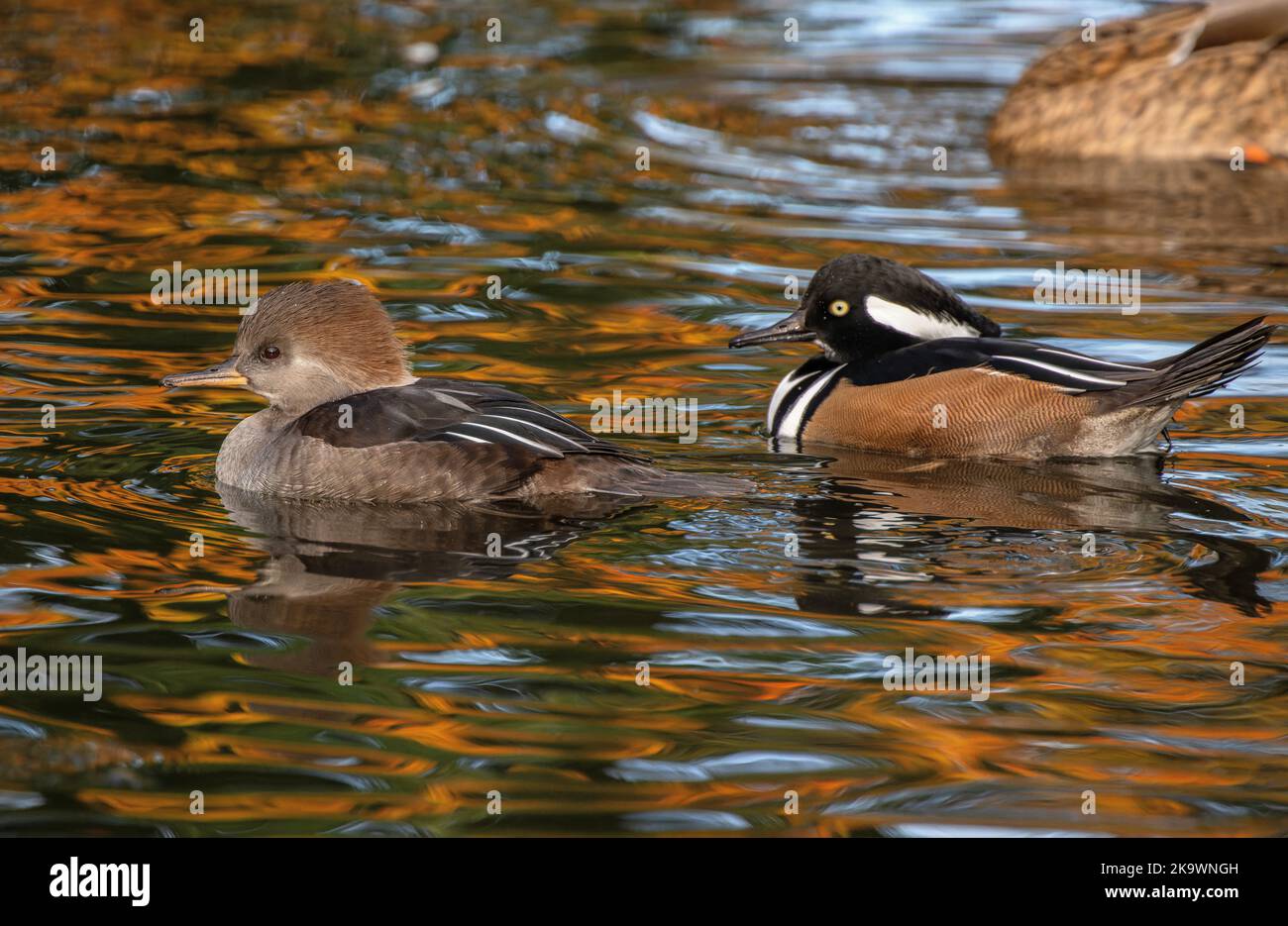 Pair of hooded Hooded Merganser, Lophodytes cucullatus, swimming on lake in autumn, with reflected red maple beyond. Stock Photo