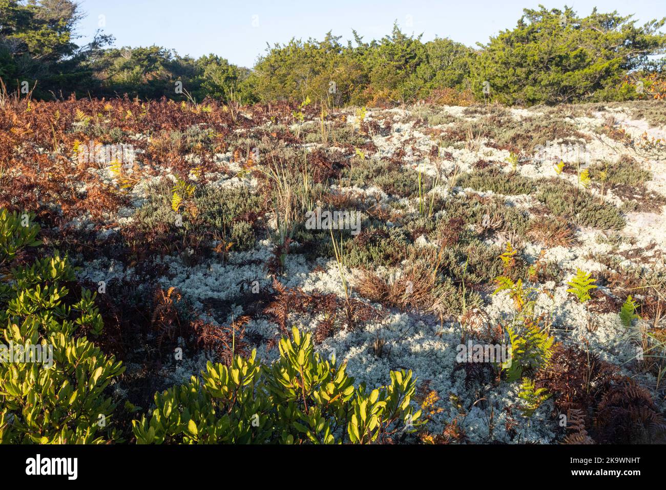 Beach Heather Dwarf Shrubland - Hudsonia tomentosa dominates the ground cover in this maritime opening that is bordered by Morella pensylvanica Stock Photo